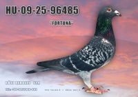 HU09-25-96485-T---OK