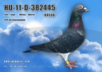 HU11-D-382445-H---OK