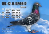 HU12-D-526617-H---OK