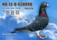 HU13-D-658888-H---OK