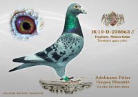 HU-10-D-238863-h---OK