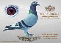 HU-11-D-407234-h---OK