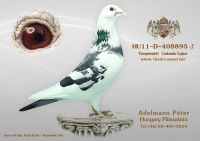 HU-11-D-408895-h---OK