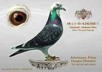 HU-11-D-438388-t---OK