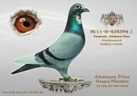 HU-11-D-438394-h---OK