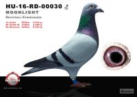 00030-h---OK