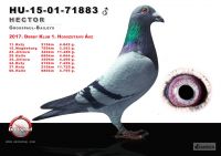 71883-h---OK