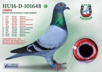 HU16-D-101648-T