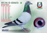 HU16-D-101651-T