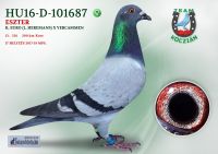 HU16-D-101687-T