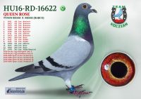HU16-RD-16622-T