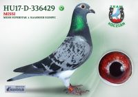 HU17-D-336429-T