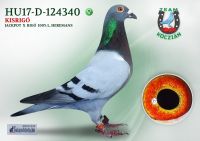 HU17-RD-124340-T